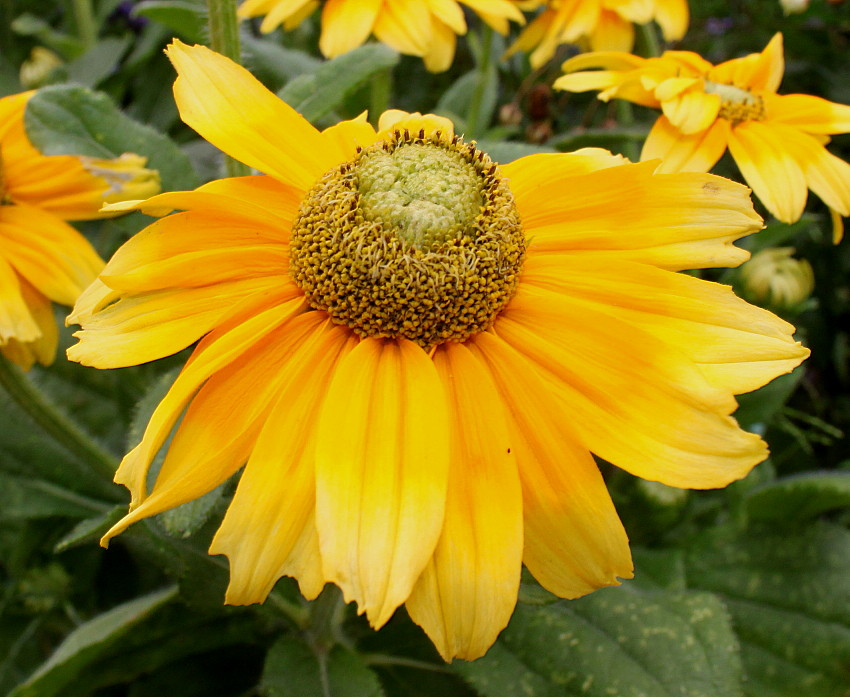 Image of Rudbeckia hirta specimen.