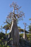 Adenium obesum подвид socotranum. Цветущее растение. Сокотра, плато Диксам. 30.12.2013.