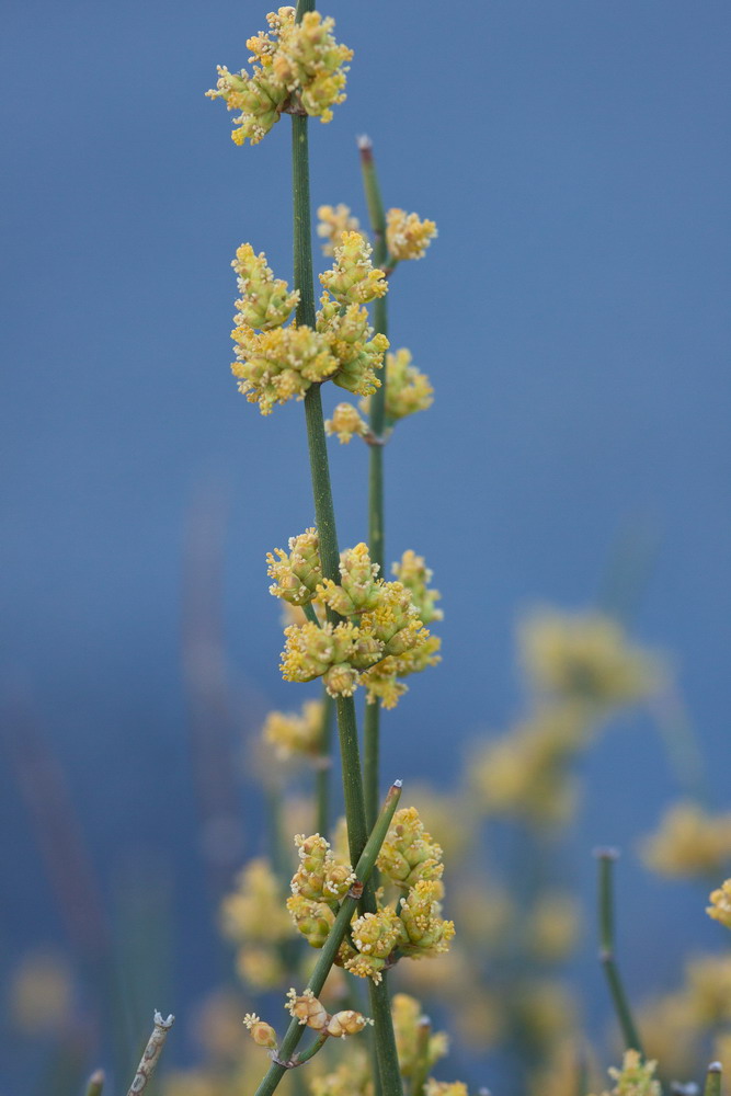 Изображение особи Ephedra distachya.