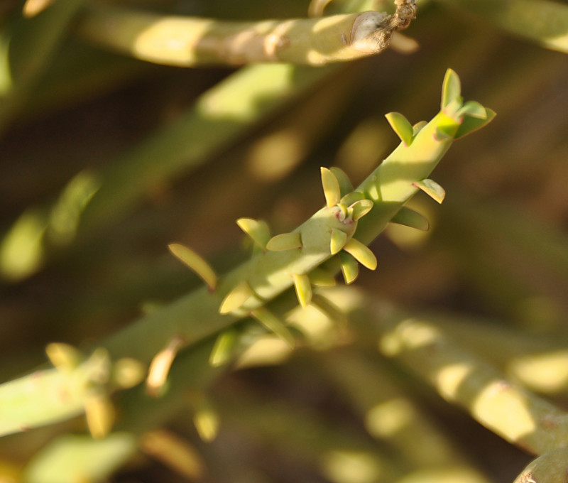 Изображение особи Euphorbia schimperi.