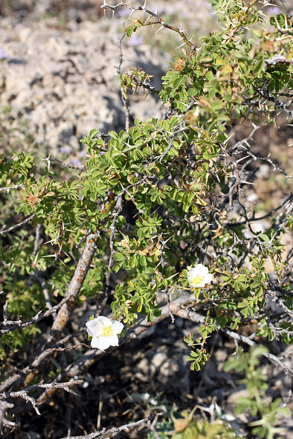 Image of Rosa nanothamnus specimen.
