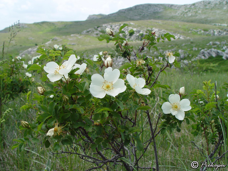 Изображение особи Rosa spinosissima.