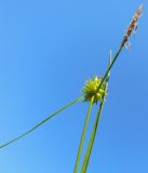 Carex lepidocarpa. Верхушка побега с соцветием. Псковская обл., Печорский р-н, Старый Изборск, низинное болото у оз. Городищенское. 04.06.2013.