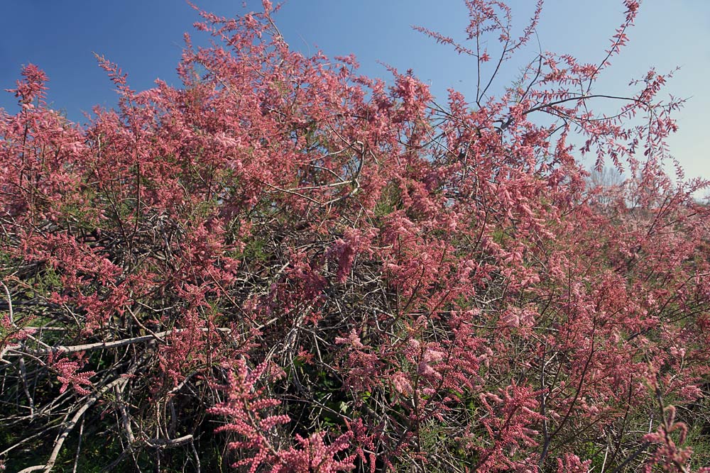 Image of Tamarix hampeana specimen.