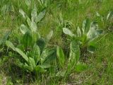 Senecio paucifolius