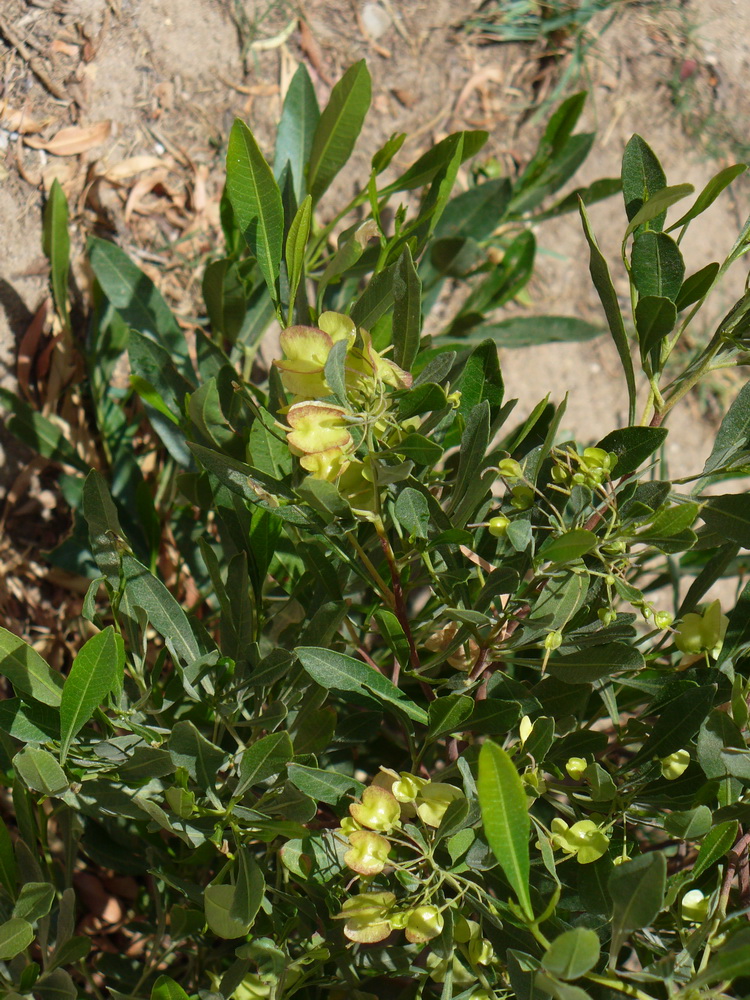 Image of Dodonaea viscosa specimen.