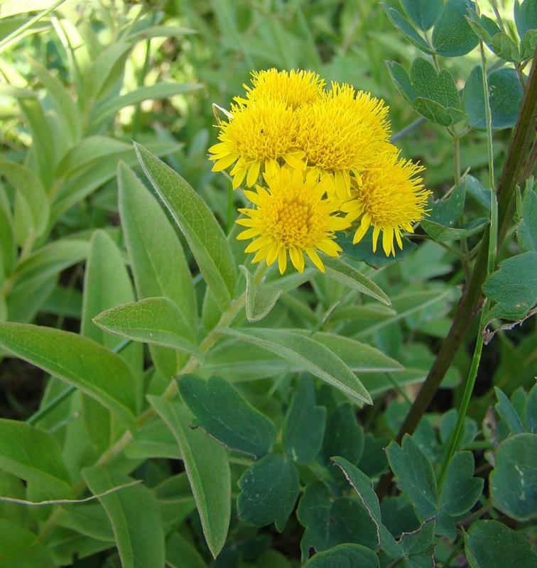 Изображение особи Inula germanica.