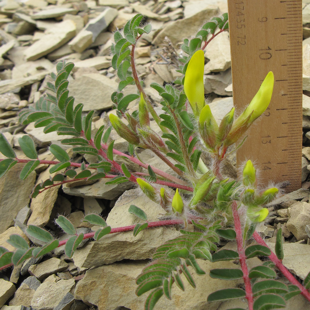 Image of Astragalus utriger specimen.