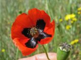 Papaver stevenianum. Цветок. Украина, Донецкая обл., Новоазовский р-н, НПП \"Меотида\", Еланчанский под. 27.04.2014.