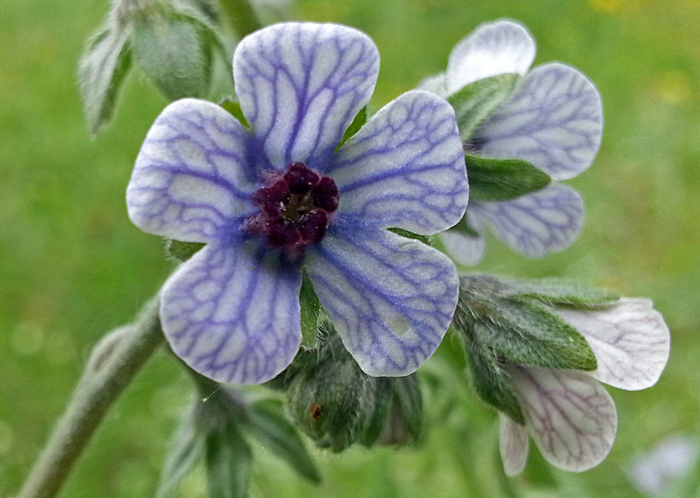 Image of Cynoglossum creticum specimen.