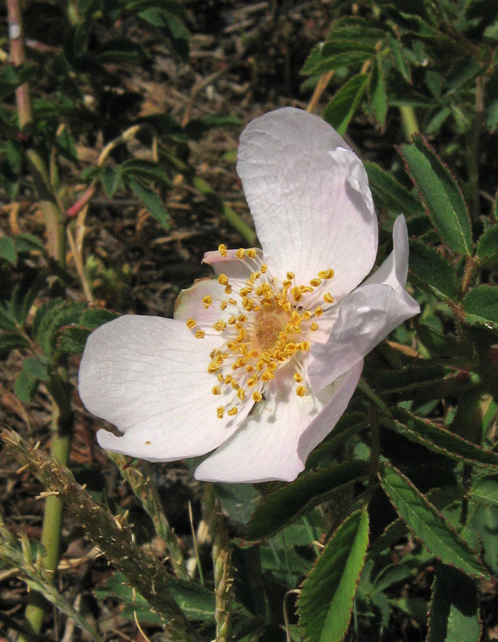 Image of genus Rosa specimen.