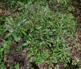 Rhododendron yakushimanum. Вегетирующее растение ('Koichiro Wada'). Германия, г. Дюссельдорф, Ботанический сад университета. 04.05.2014.