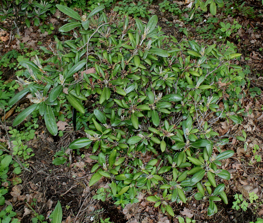 Изображение особи Rhododendron yakushimanum.