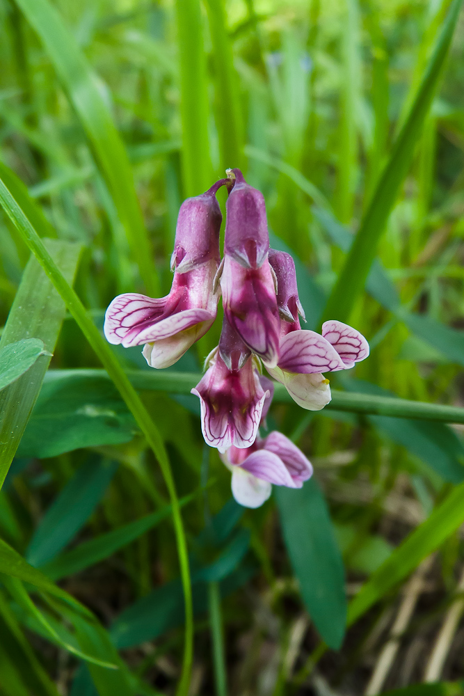 Изображение особи Lathyrus pisiformis.