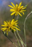 Scorzonera stricta