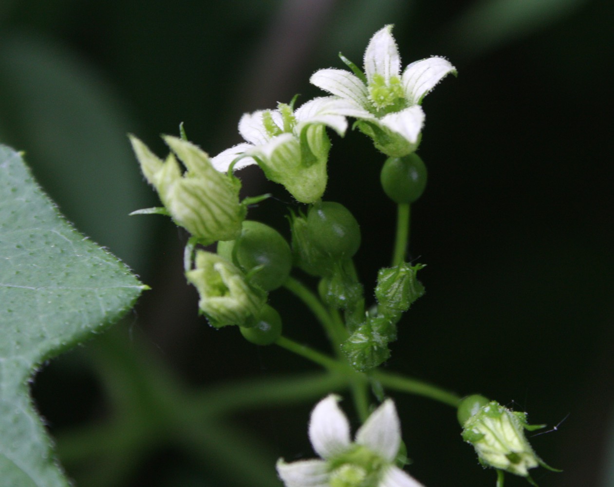 Изображение особи Bryonia dioica.