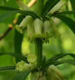 Polygonatum stenophyllum