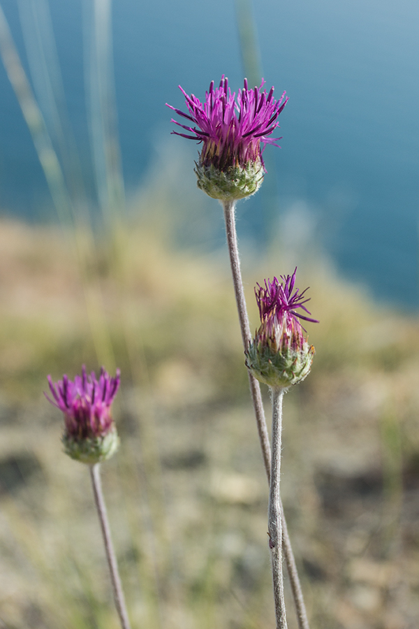 Image of Jurinea blanda specimen.