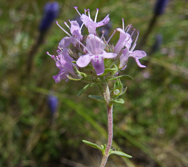Изображение особи Thymus talijevii.