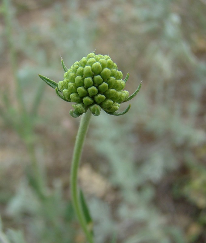 Image of Scabiosa ochroleuca specimen.