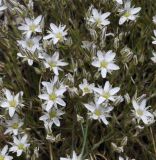 Minuartia subspecies olympica