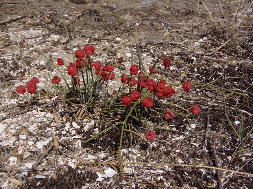 Image of Ephedra distachya specimen.