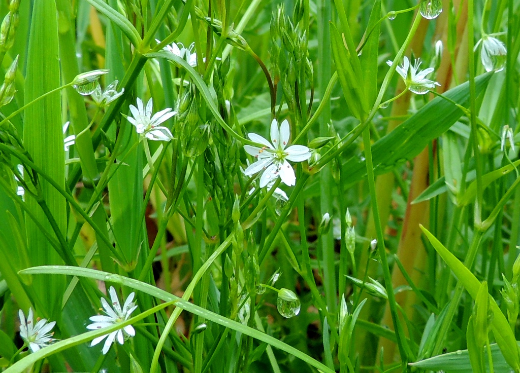 Изображение особи род Stellaria.