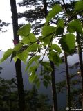 Betula pendula. Ветвь. Крымский природный заповедник, северо-восточный склон Бабуган-Яйлы. 18.07.2009.
