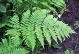 Dryopteris expansa. Вайя. Республика Коми, Печоро-Илычский заповедник, долина реки Ыджыд-Ляга. 18.08.2014.