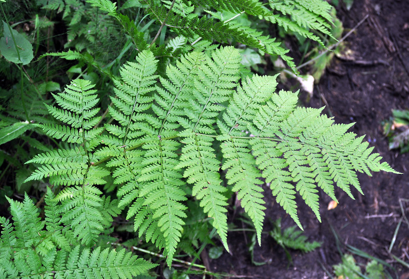 Изображение особи Dryopteris expansa.