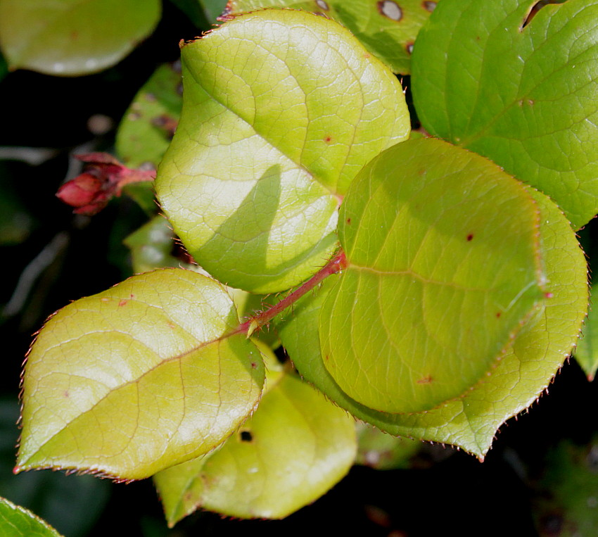 Image of Gaultheria shallon specimen.