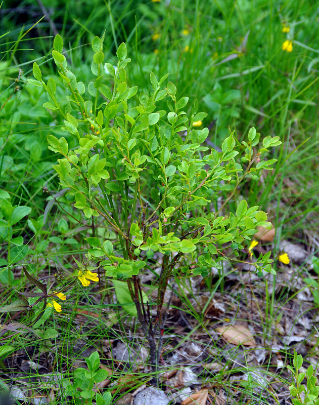 Изображение особи Vaccinium myrtillus.