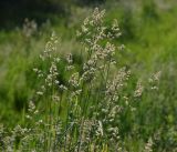 Dactylis glomerata. Верхушки побегов с соцветиями. Московская обл., Раменский р-н, окр. ж.-д. платформы Хрипань, просека под ЛЭП. 01.06.2014.