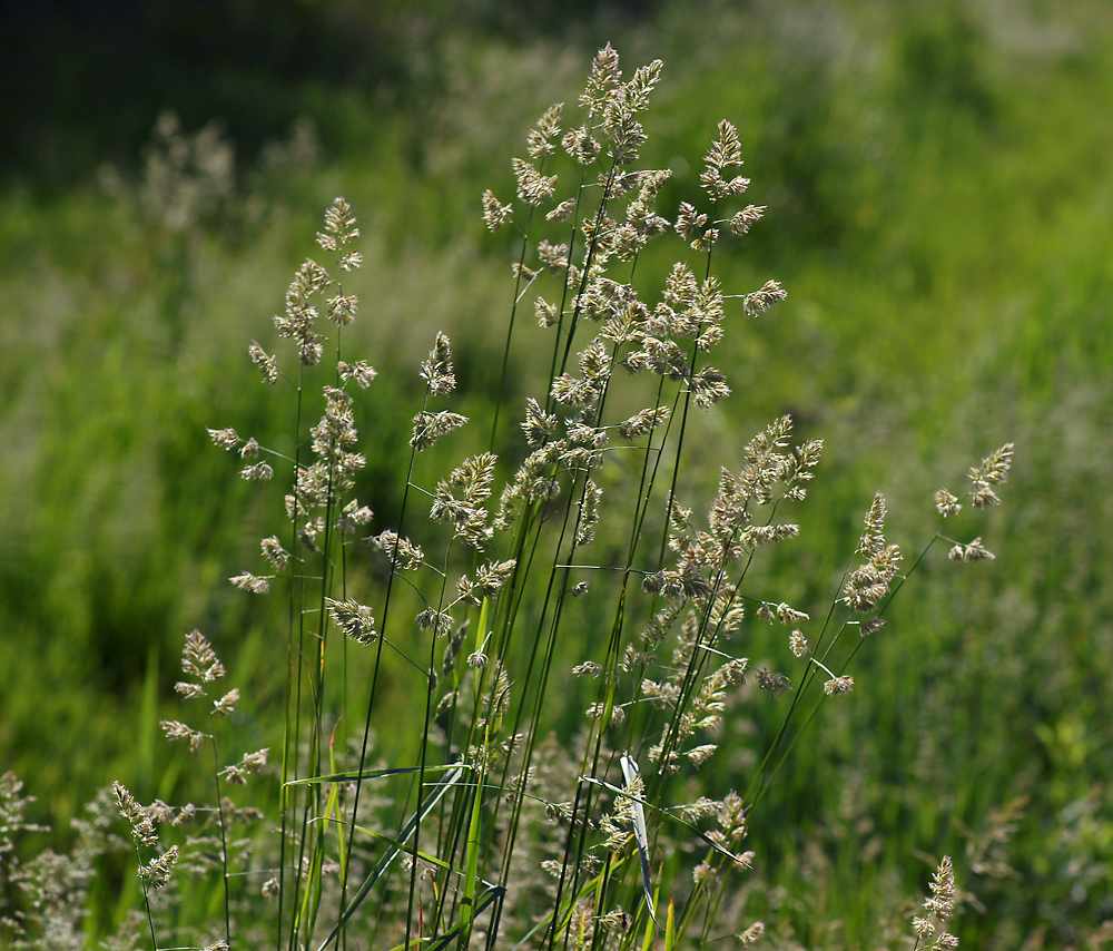 Изображение особи Dactylis glomerata.