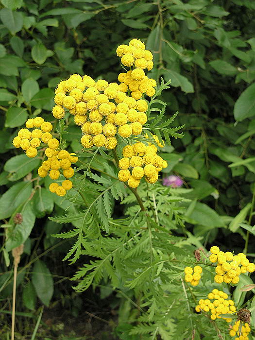 Изображение особи Tanacetum vulgare.