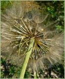 Tragopogon подвид major
