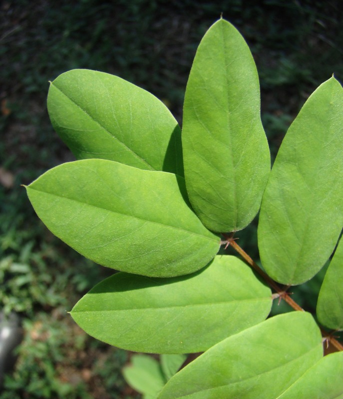 Image of Robinia viscosa specimen.