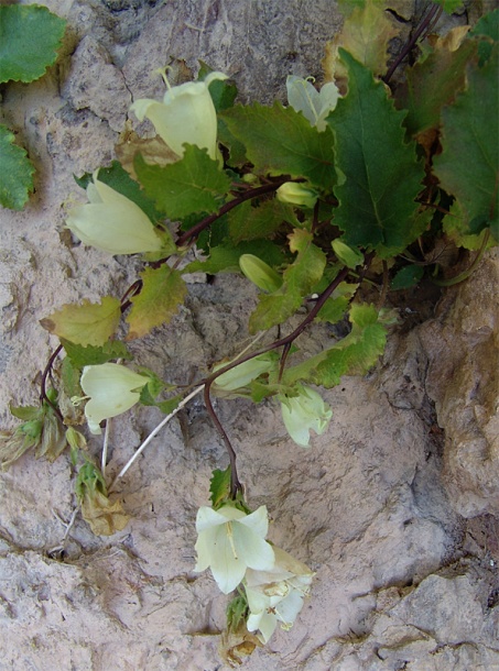 Image of Campanula pendula specimen.