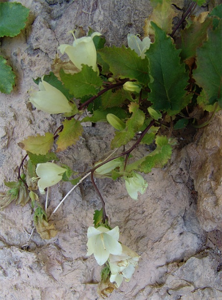 Изображение особи Campanula pendula.