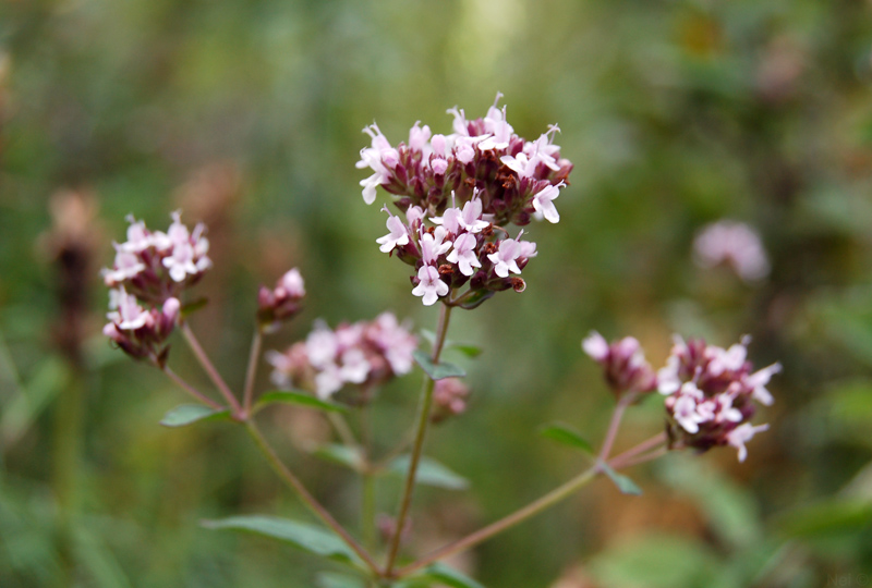 Image of Origanum vulgare specimen.