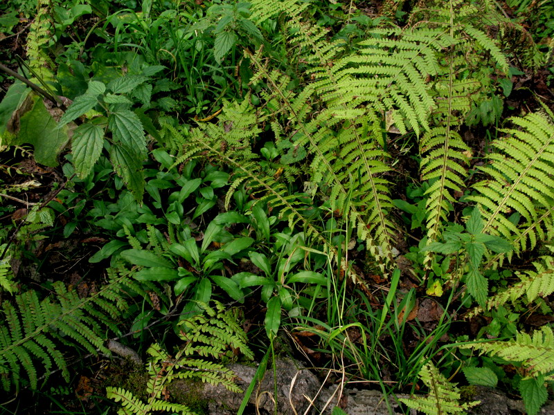 Image of Myosotis butorinae specimen.