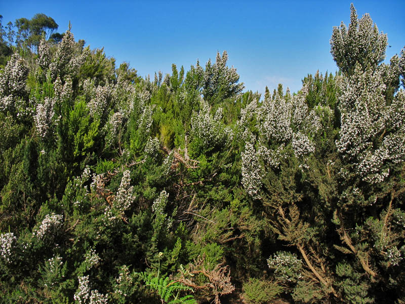 Image of Erica arborea specimen.