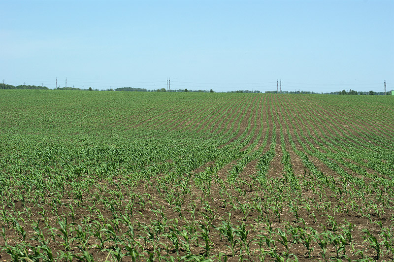 Image of Zea mays specimen.