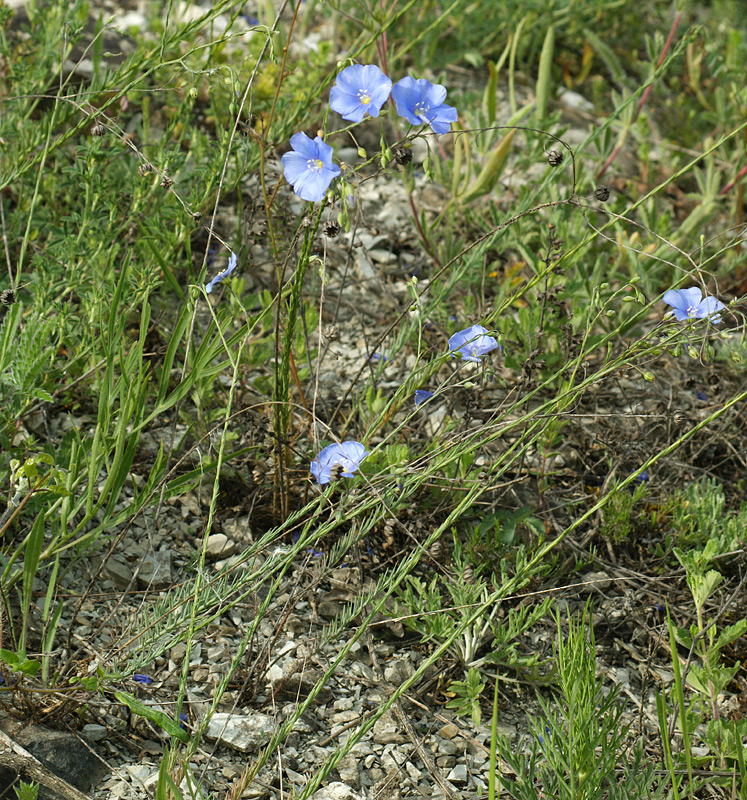 Изображение особи Linum austriacum.