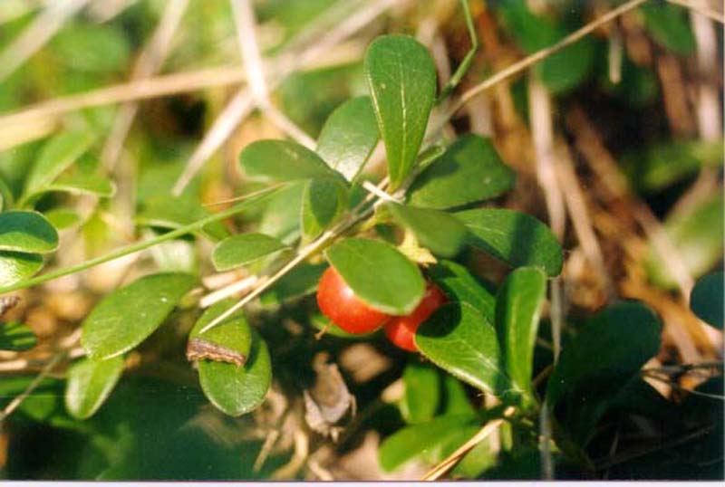 Изображение особи Arctostaphylos uva-ursi.