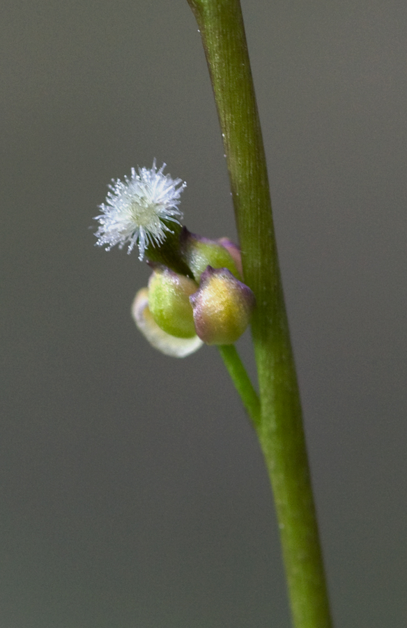 Image of Triglochin palustris specimen.