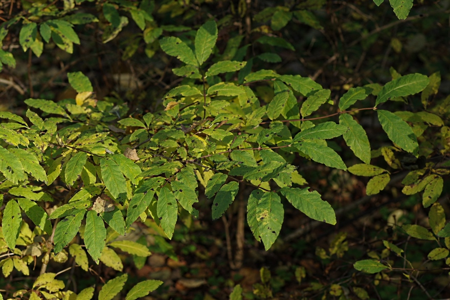 Image of Lonicera nigra specimen.