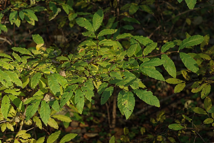 Изображение особи Lonicera nigra.