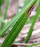 Carex pallescens