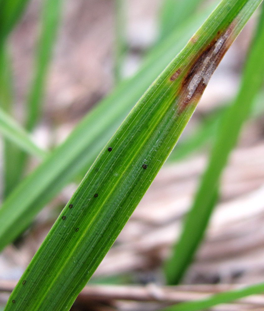 Image of Carex pallescens specimen.